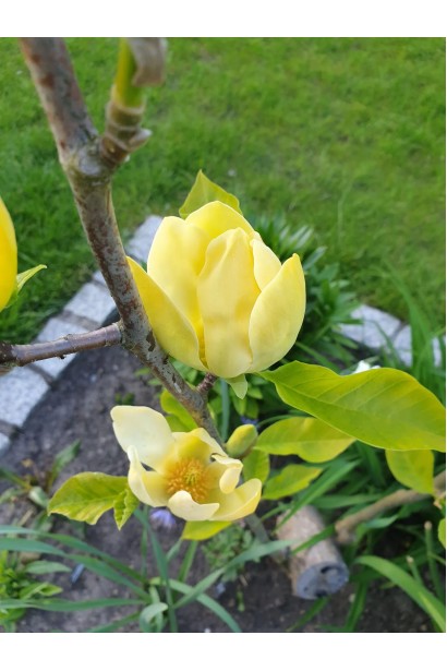 Молоде дерево магнолії Honey Tulip на тлі зеленого газону. 